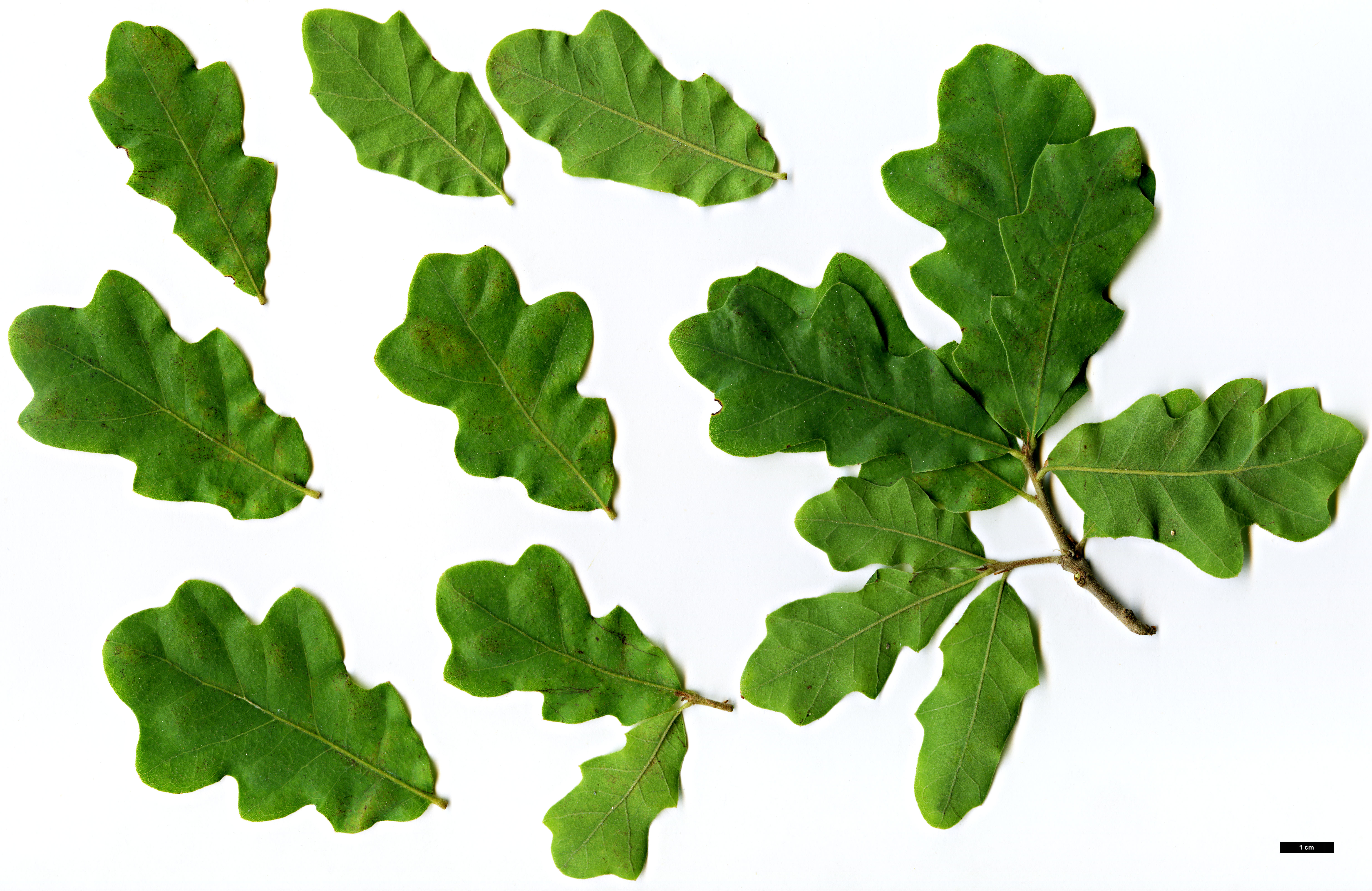 High resolution image: Family: Fagaceae - Genus: Quercus - Taxon: mohriana × Q.stellata